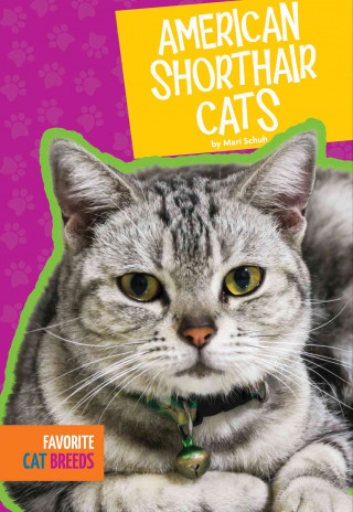 Kniha American Shorthair Cats Mari C. Schuh