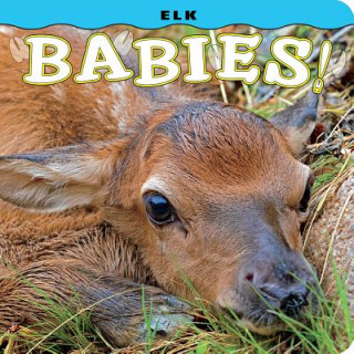 Könyv Elk Babies! Steph Lehmann