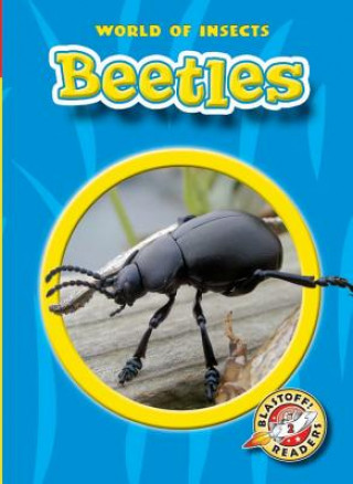 Könyv Beetles Colleen Sexton