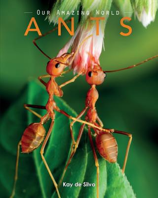 Carte Ants Kay de Silva