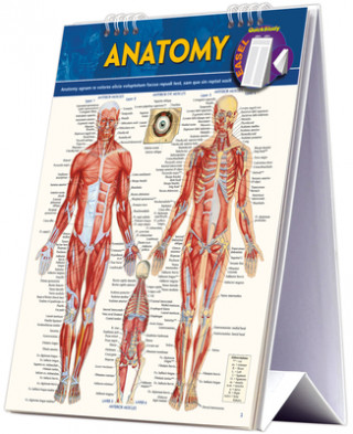 Kniha Anatomy BarCharts Inc
