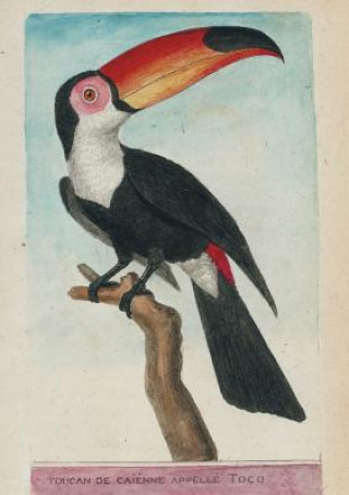 Livre Carnet Blanc, Toucan, Dessin 18e Siecle Martinet-F