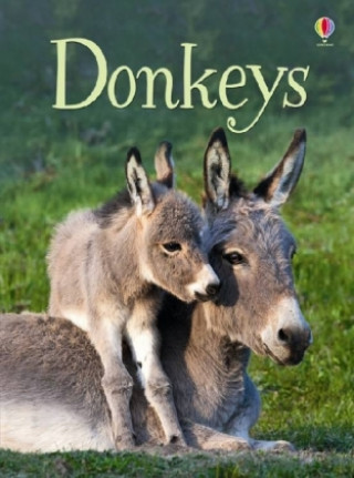 Kniha Donkeys James Maclaine