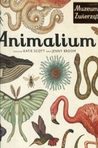 Książka Animalium Jenny Bloom