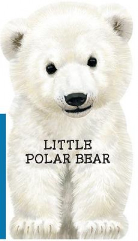 Könyv Little Polar Bear Laura Rigo