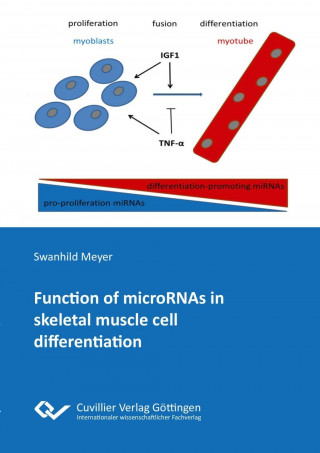 Könyv Function of microRNAs in skeletal muscle cell differentiation Swanhild Meyer