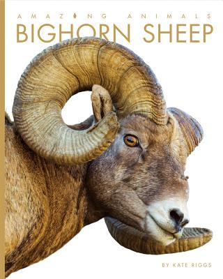 Könyv Bighorn Sheep Kate Riggs