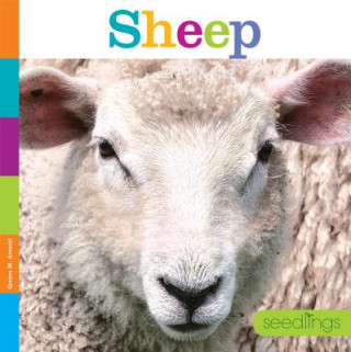 Carte Sheep Quinn A. Arnold