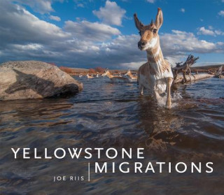 Książka Yellowstone Migrations Joe Riis