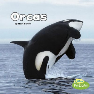 Kniha Orcas (Black and White Animals) Mari Schuh