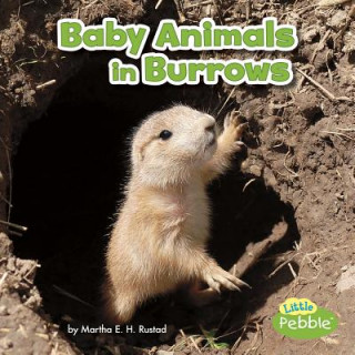 Kniha Baby Animals in Burrows Martha E. Rustad