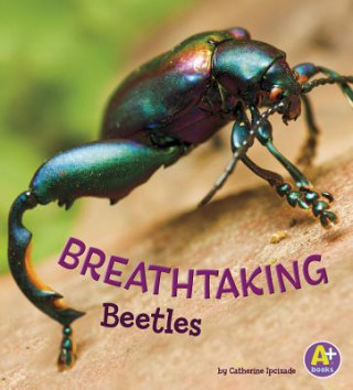 Kniha Breathtaking Beetles Catherine Ipcizade
