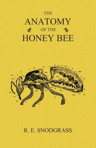 Könyv Anatomy of the Honey Bee R. E. Snodgrass