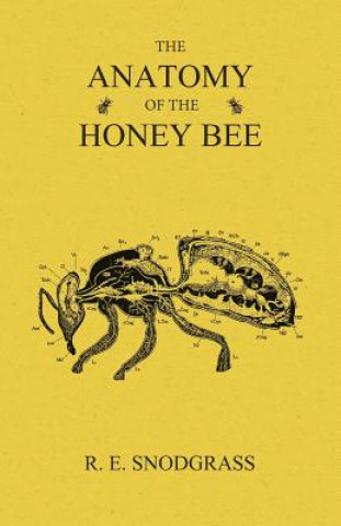 Book Anatomy of the Honey Bee R. E. Snodgrass