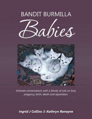 Könyv Bandit Burmilla Babies Ingrid J. Collins
