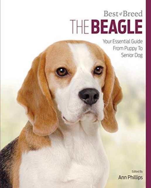Buch Beagle ANN PHILLIPS