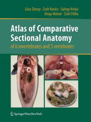 Kniha Atlas of Comparative Sectional Anatomy of 6 invertebrates and 5 vertebrates Geza Zboray