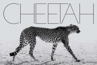 Kniha Cheetah Mark Segal