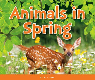 Knjiga Animals in Spring M. J. York