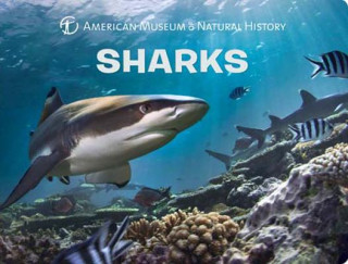 Kniha Sharks American Museum of Natural History