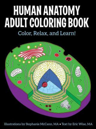 Könyv Human Anatomy Adult Coloring Book Stephanie McCann