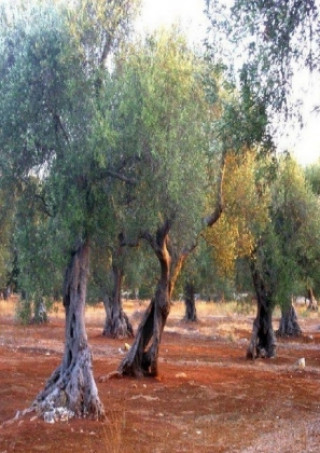 Kniha Il Cantiere Parpaiola Franco