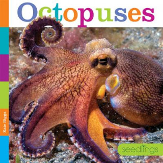 Könyv Seedlings: Octopuses Kate Riggs