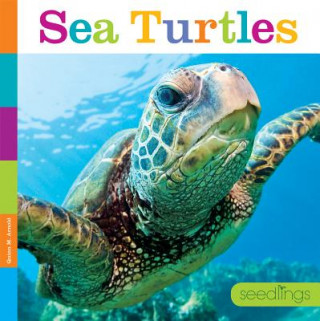 Könyv Sea Turtles Quinn M. Arnold
