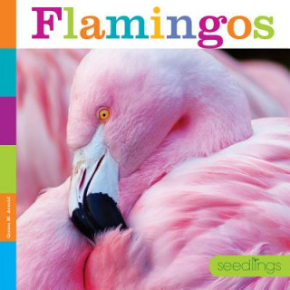 Kniha Seedlings: Flamingos Quinn M. Arnold
