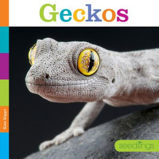 Książka Seedlings: Geckos Kate Riggs