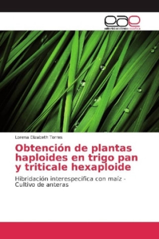 Könyv Obtención de plantas haploides en trigo pan y triticale hexaploide Lorena Elizabeth Torres