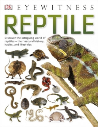 Книга Reptile DK