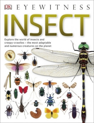 Książka Insect DK