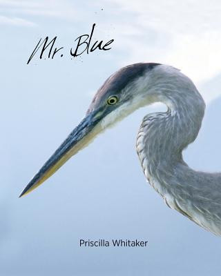 Könyv Mr. Blue Priscilla Whitaker