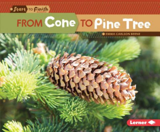 Carte From Cone to Pine Tree Emma Berne