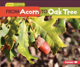 Kniha From Acorn to Oak Tree Emma Berne