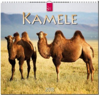 Kalendarz/Pamiętnik Kamele 2018 