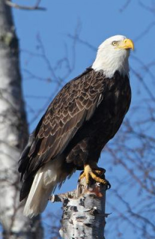 Książka Eagle Perched Blank Journal Nodin Press