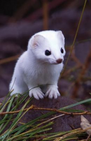 Book Short-Tailed Weasel Blank Journal Nodin Press