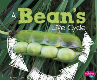 Książka A Bean's Life Cycle Mary R. Dunn