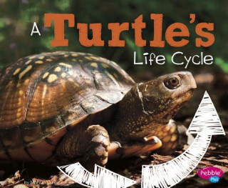 Book A Turtle's Life Cycle Mary R. Dunn