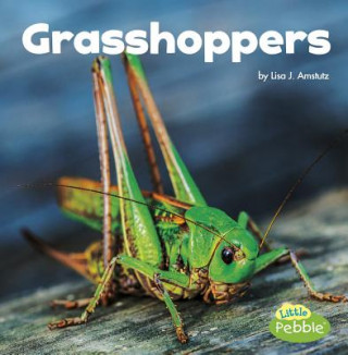 Könyv Grasshoppers Lisa J. Amstutz