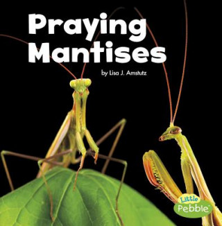 Книга Praying Mantises Lisa J. Amstutz