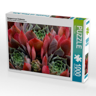 Hra/Hračka Sempervivum Feldmeier (Puzzle) Martina Cross