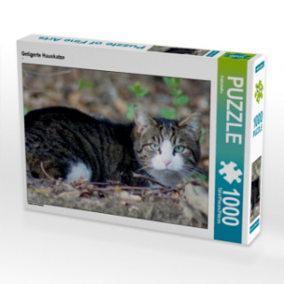 Joc / Jucărie CALVENDO Puzzle Getigerte Hauskatze 1000 Teile Lege-Größe 64 x 48 cm Foto-Puzzle Bild von Kattobello Kattobello