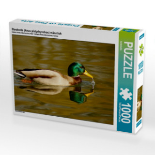 Gra/Zabawka CALVENDO Puzzle Stockente (Anas platyrhynchos) männlich 1000 Teile Lege-Größe 64 x 48 cm Foto-Puzzle Bild von kattobello Kattobello