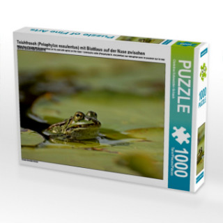 Igra/Igračka Teichfrosch (Pelophylax esculentus) mit Blattlaus auf der Nase zwischen Seerosenblättern (Puzzle) Christine Schmutzler-Schaub