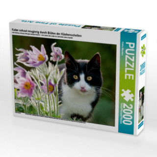 Gra/Zabawka Katze schaut neugierig durch Blüten der Küchenschellen (Puzzle) Katho Menden