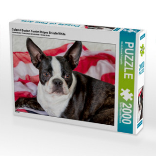 Hra/Hračka Colored Boston Terrier Stripes Brindle/White (Puzzle) Nicola Kassat