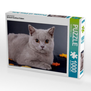 Játék Ein Motiv aus dem Kalender Britisch Kurzhaar Katzen (Puzzle) Gabriela Wejat-Zaretzke